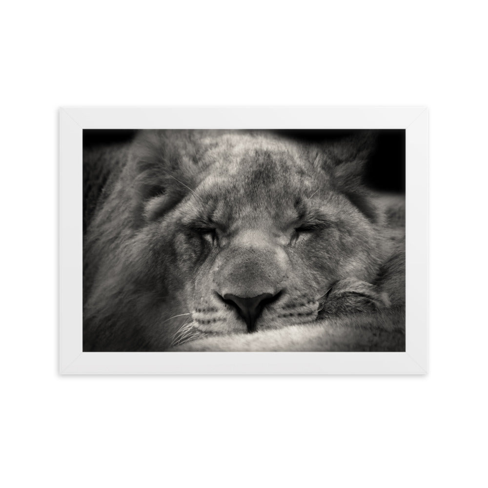 Entspannter Löwin Relaxed Lioness - Poster im Rahmen artlia Weiß / 21×30 cm artlia
