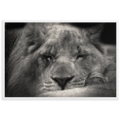 Entspannter Löwin Relaxed Lioness - Poster im Rahmen artlia Weiß / 61×91 cm artlia