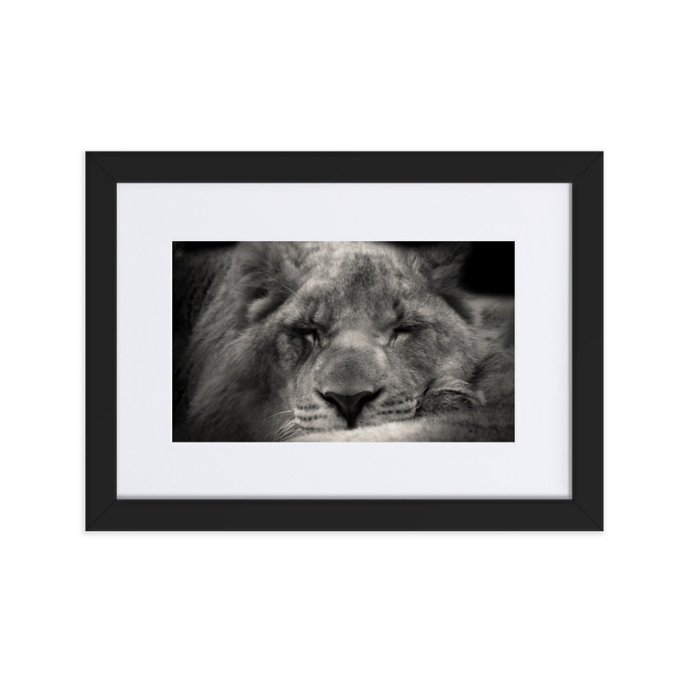 Entspannter Löwin Relaxed Lioness - Poster im Rahmen mit Passepartout artlia Schwarz / 21×30 cm artlia