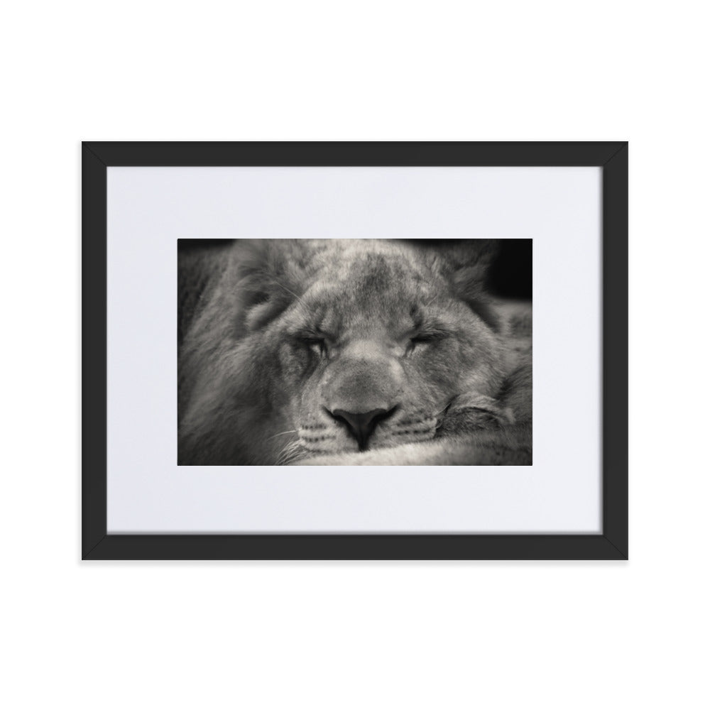 Entspannter Löwin Relaxed Lioness - Poster im Rahmen mit Passepartout artlia Schwarz / 30×40 cm artlia