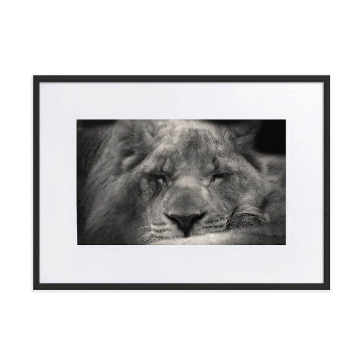 Entspannter Löwin Relaxed Lioness - Poster im Rahmen mit Passepartout artlia Schwarz / 50×70 cm artlia
