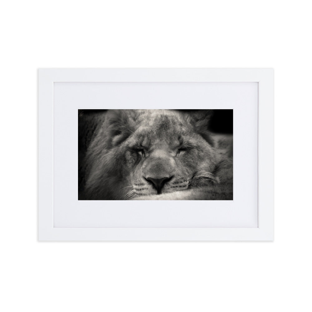 Entspannter Löwin Relaxed Lioness - Poster im Rahmen mit Passepartout artlia Weiß / 21×30 cm artlia