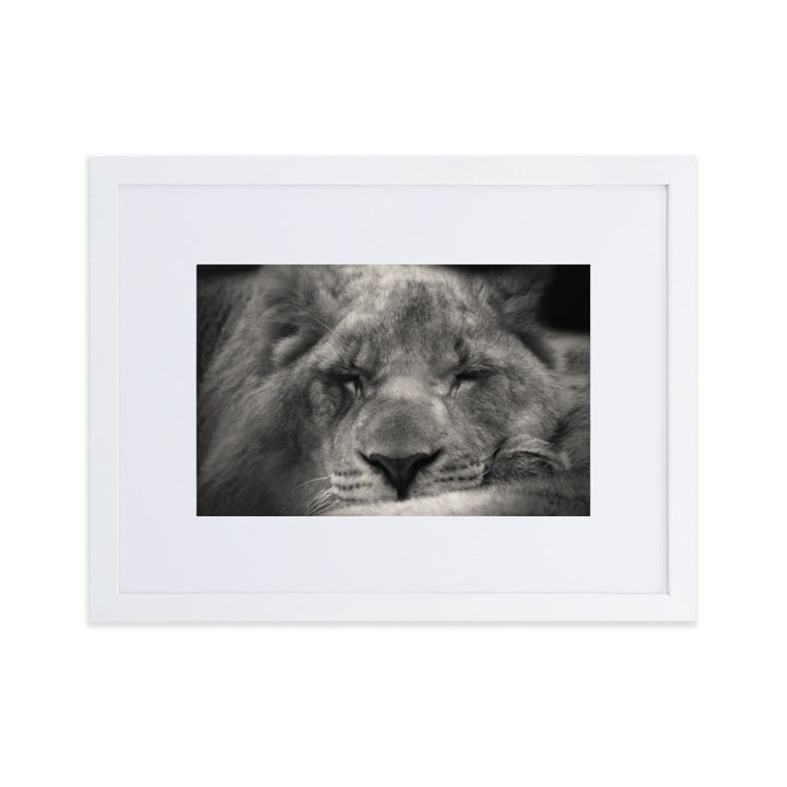 Entspannter Löwin Relaxed Lioness - Poster im Rahmen mit Passepartout artlia Weiß / 30×40 cm artlia