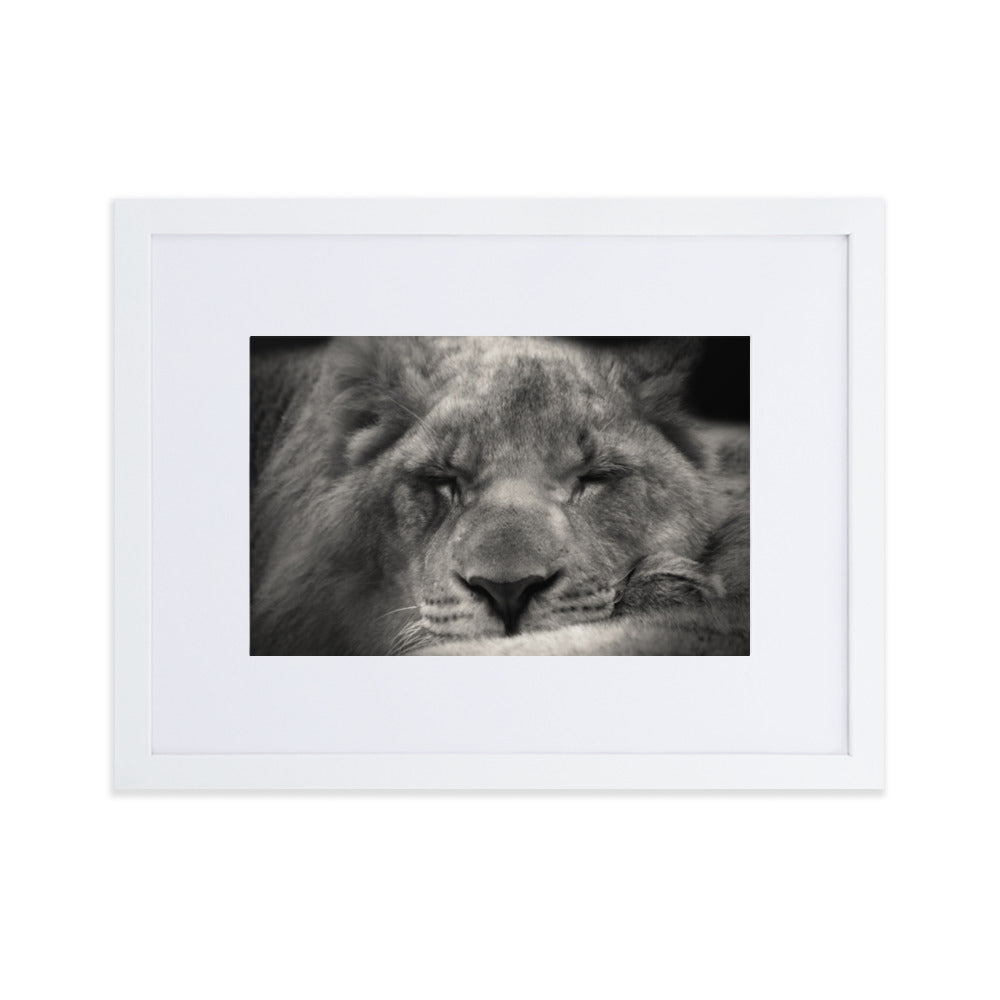 Entspannter Löwin Relaxed Lioness - Poster im Rahmen mit Passepartout artlia Weiß / 30×40 cm artlia