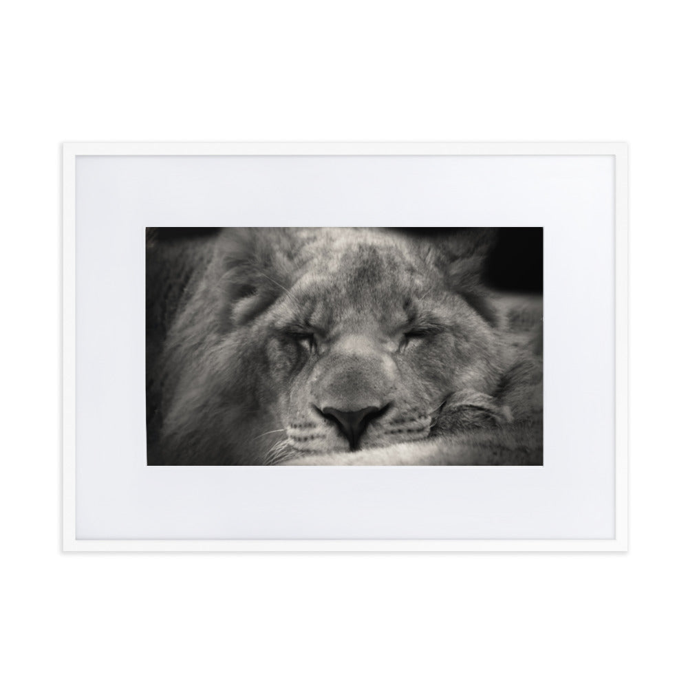 Entspannter Löwin Relaxed Lioness - Poster im Rahmen mit Passepartout artlia Weiß / 50×70 cm artlia
