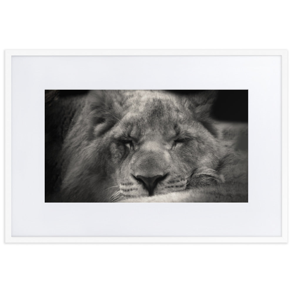 Entspannter Löwin Relaxed Lioness - Poster im Rahmen mit Passepartout artlia Weiß / 61×91 cm artlia