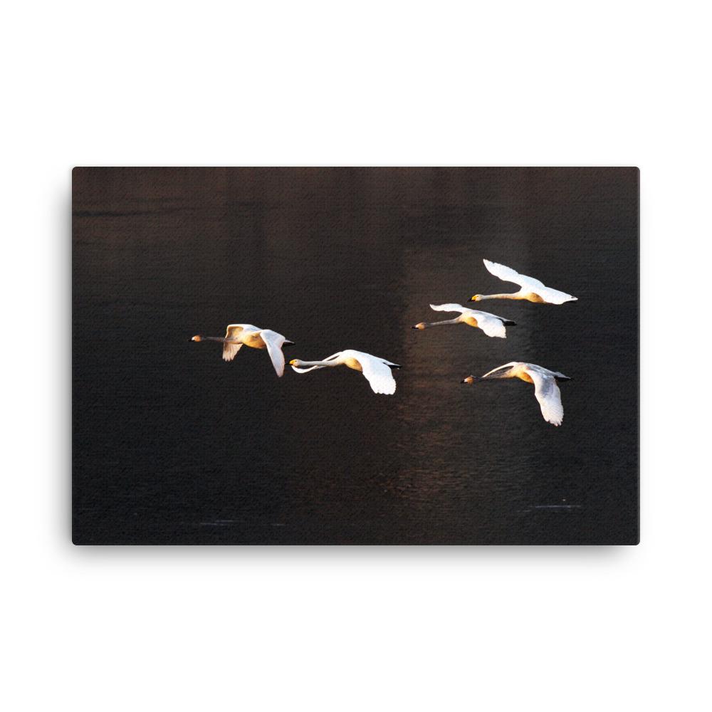 Flying Swans - Leinwand artlia 24×36 artlia