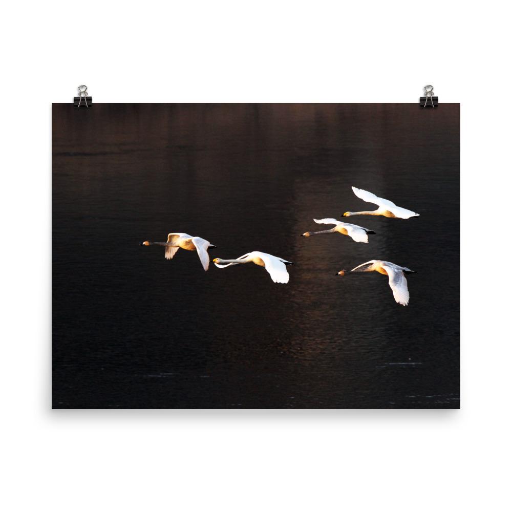 Flying Swans - Poster artlia 18×24 artlia