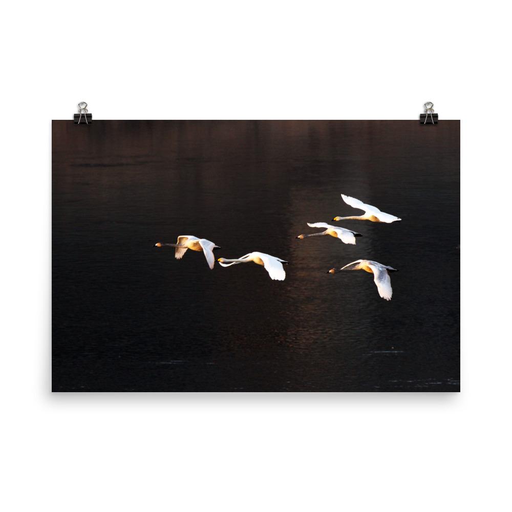 Flying Swans - Poster artlia 24×36 artlia