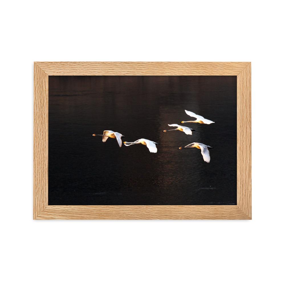 Flying Swans - Poster im Rahmen artlia Oak / 21×30 cm artlia