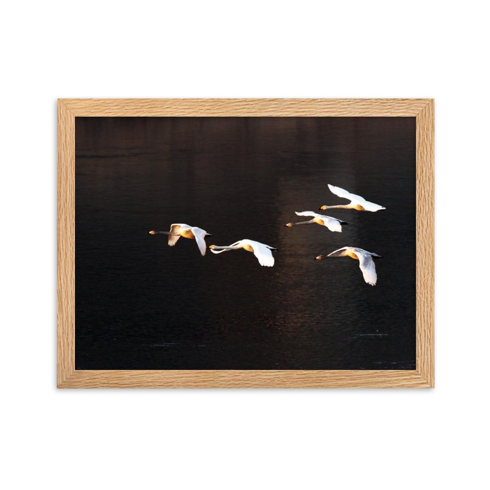 Flying Swans - Poster im Rahmen artlia Oak / 30×40 cm artlia