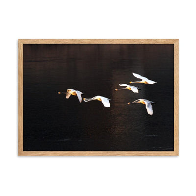 Flying Swans - Poster im Rahmen artlia Oak / 50×70 cm artlia