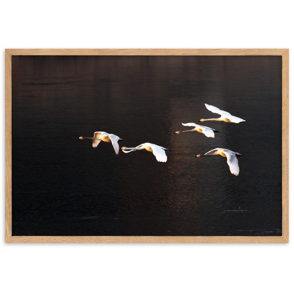 Flying Swans - Poster im Rahmen artlia Oak / 61×91 cm artlia