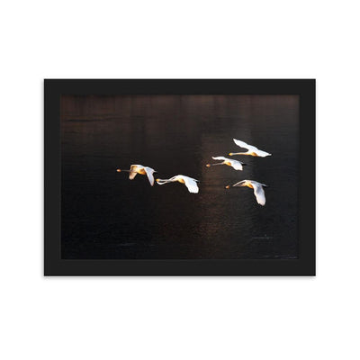 Flying Swans - Poster im Rahmen artlia Schwarz / 21×30 cm artlia
