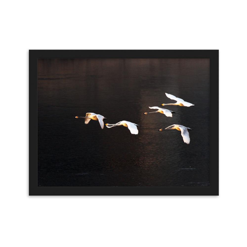 Flying Swans - Poster im Rahmen artlia Schwarz / 30×40 cm artlia