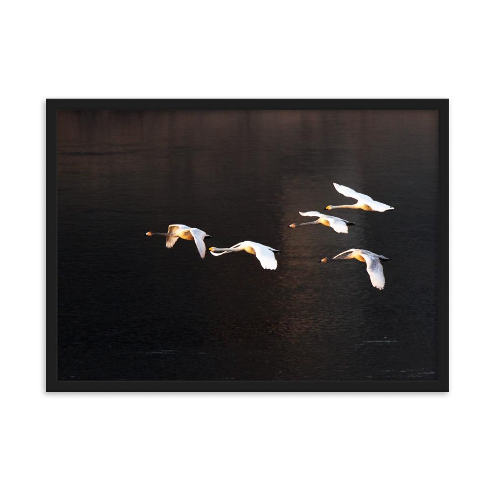 Flying Swans - Poster im Rahmen artlia Schwarz / 50×70 cm artlia