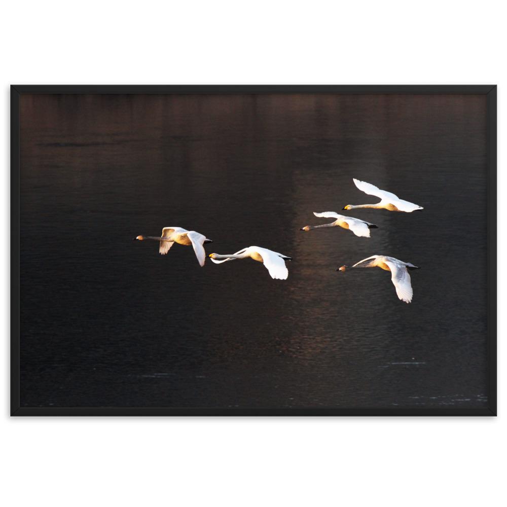 Flying Swans - Poster im Rahmen artlia Schwarz / 61×91 cm artlia