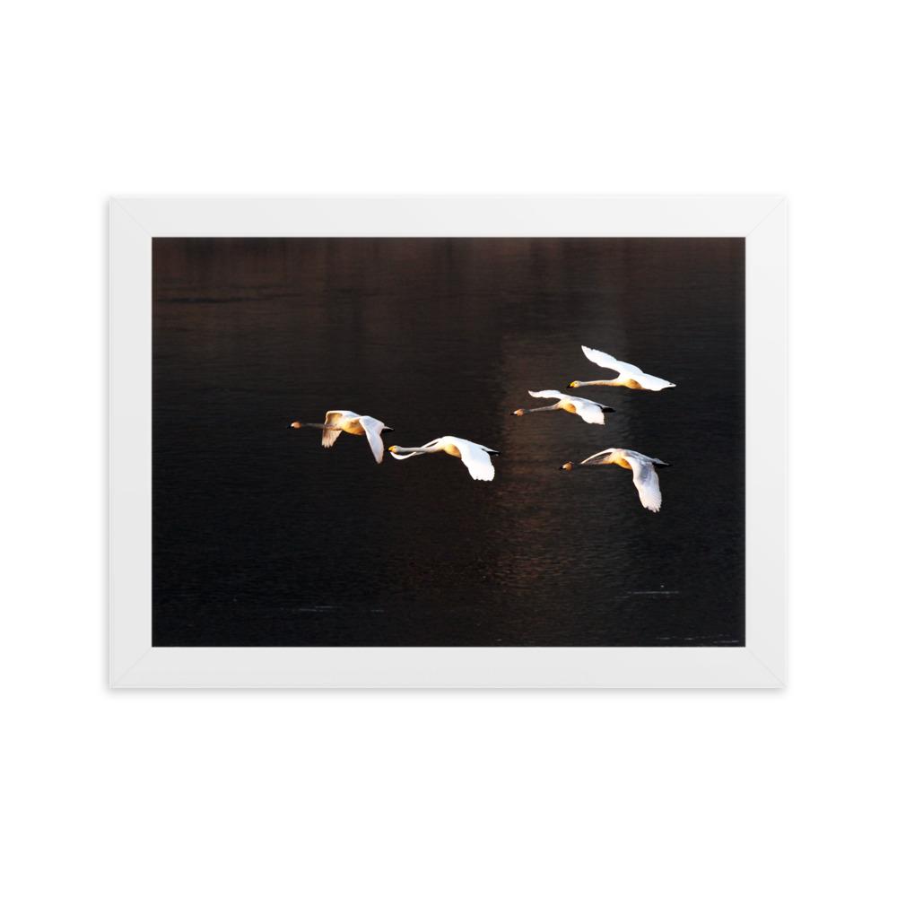 Flying Swans - Poster im Rahmen artlia Weiß / 21×30 cm artlia