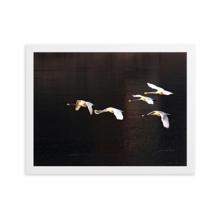 Flying Swans - Poster im Rahmen artlia Weiß / 30×40 cm artlia