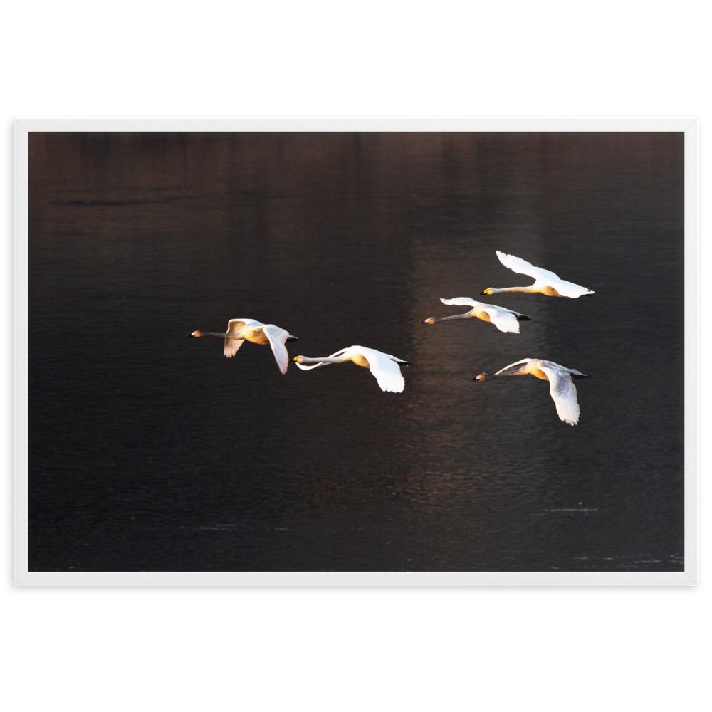 Flying Swans - Poster im Rahmen artlia Weiß / 61×91 cm artlia