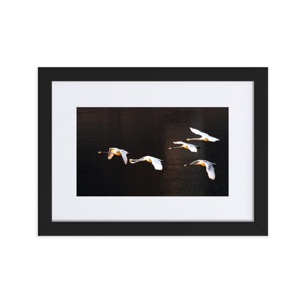 Flying Swans - Poster im Rahmen mit Passepartout artlia Schwarz / 21×30 cm artlia