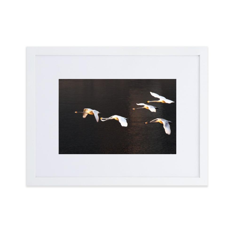 Flying Swans - Poster im Rahmen mit Passepartout artlia Weiß / 30×40 cm artlia