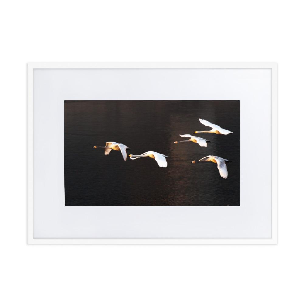 Flying Swans - Poster im Rahmen mit Passepartout artlia Weiß / 50×70 cm artlia