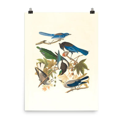 fünf Vögel auf den Ästen - Poster Boston Public Library 30x41 cm artlia