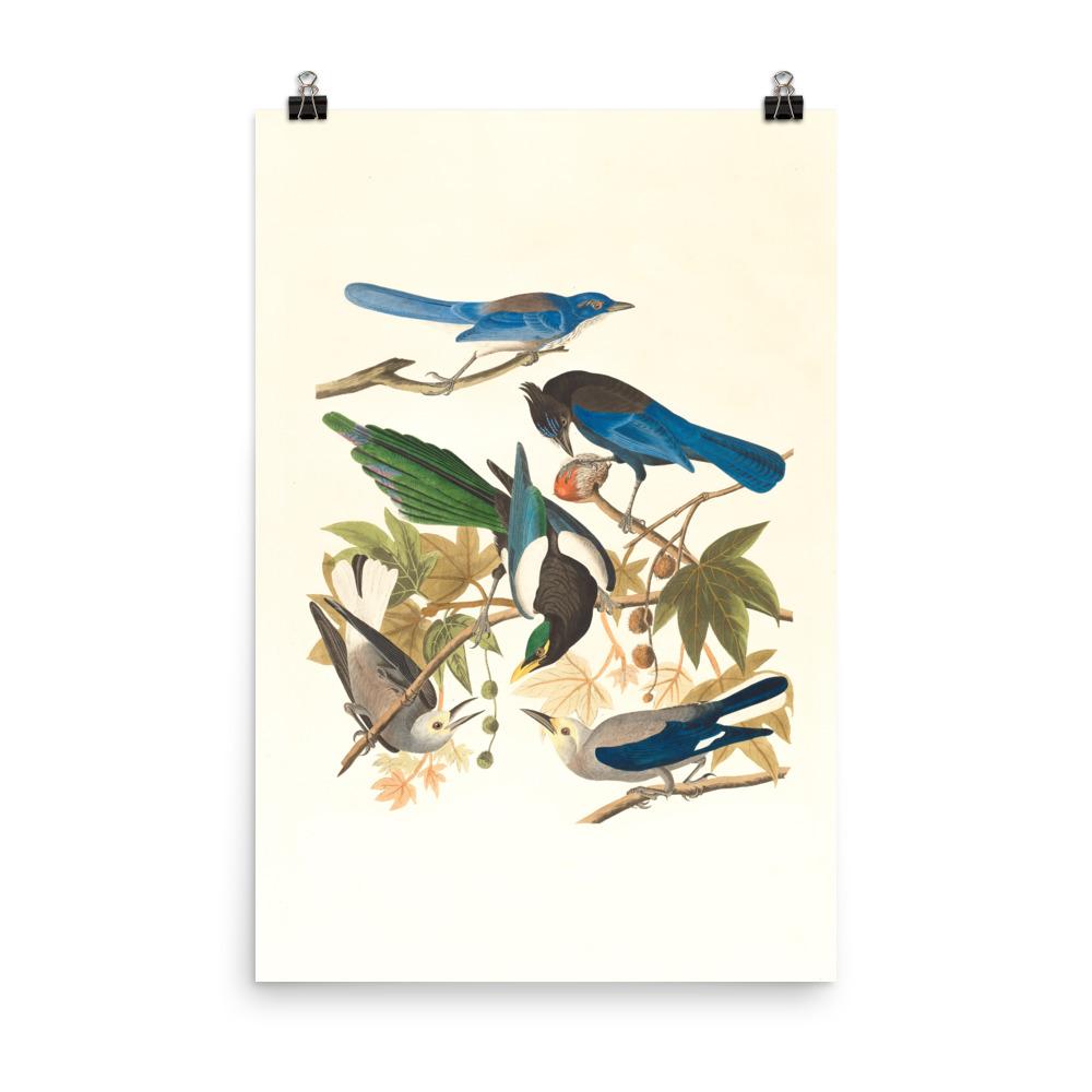 fünf Vögel auf den Ästen - Poster Boston Public Library 30x45 cm artlia