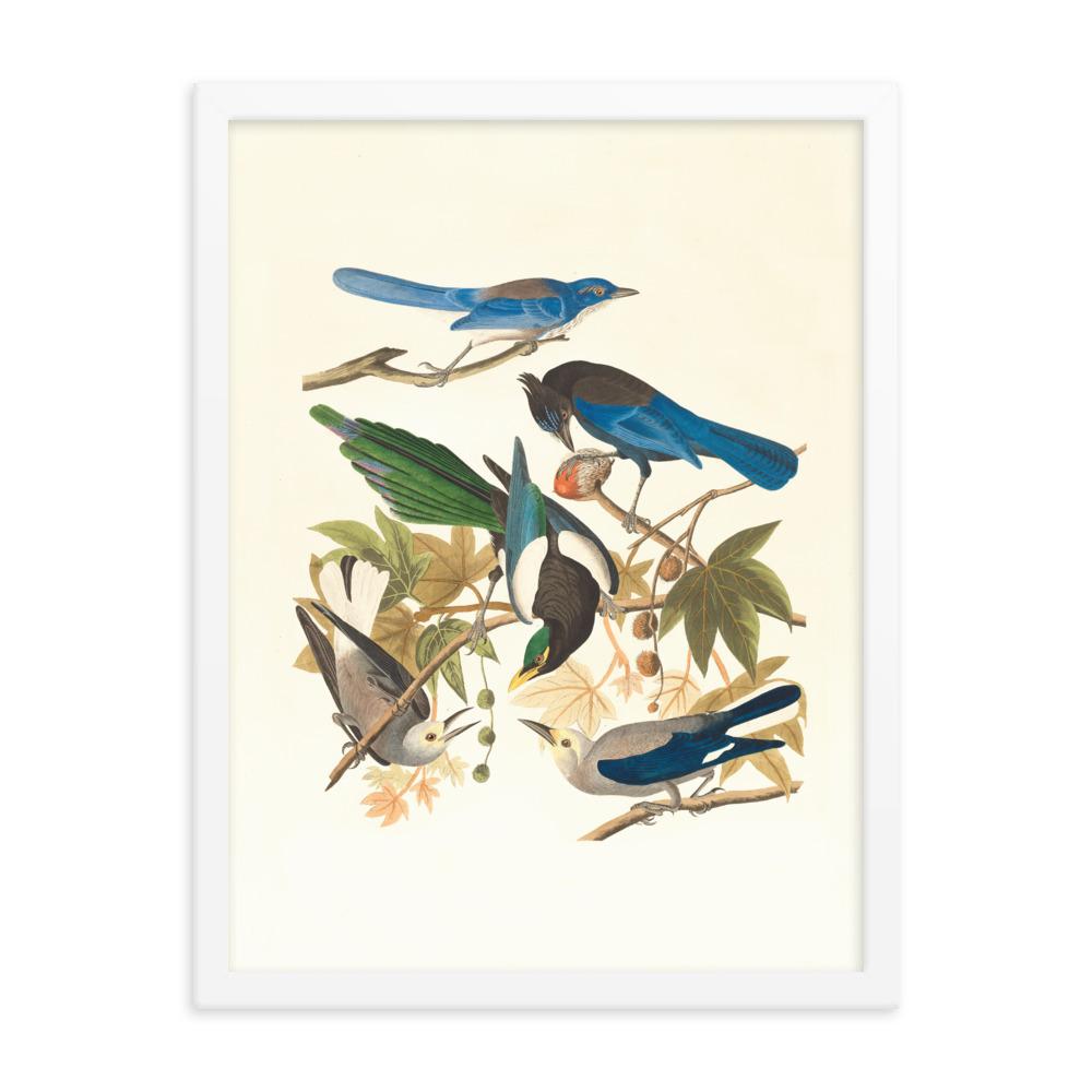 fünf Vögel auf den Ästen - Poster im Rahmen Boston Public Library weiß / 30x41 cm artlia