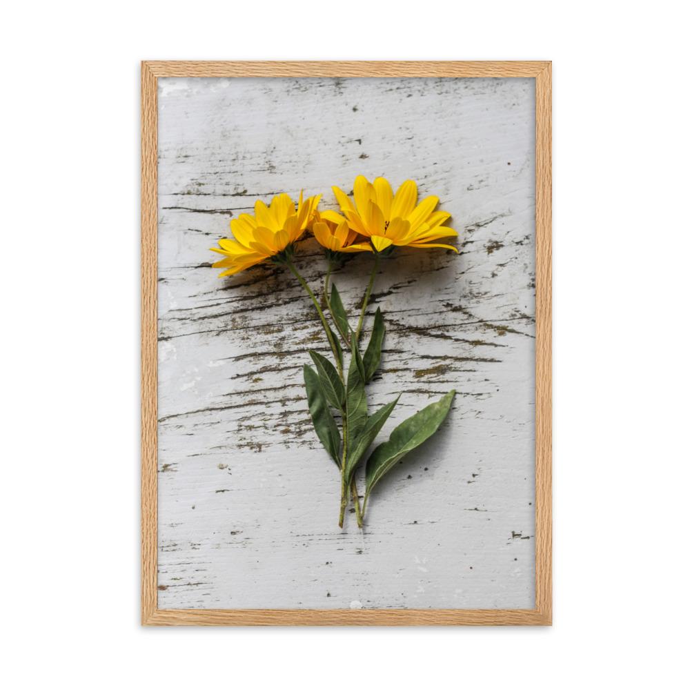 gelbe Blumen Yellow Flowers 6 - Poster im Rahmen artlia Oak / 50×70 cm artlia