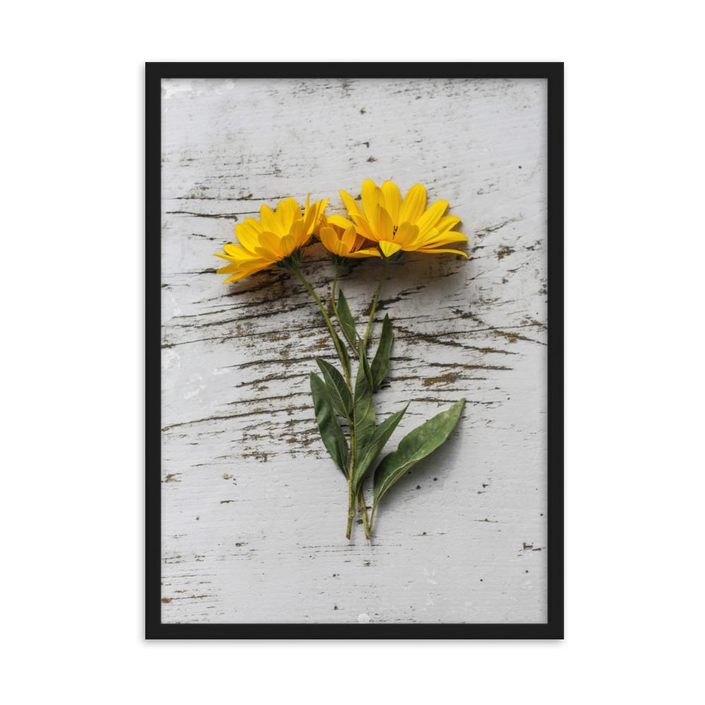gelbe Blumen Yellow Flowers 6 - Poster im Rahmen artlia Schwarz / 50×70 cm artlia