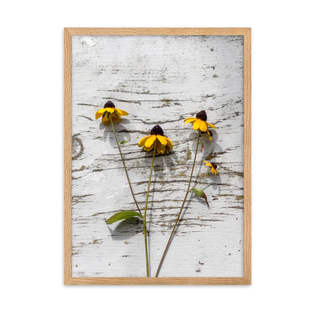 gelbe Blumen Yellow Flowers 7 - Poster im Rahmen artlia Oak / 50×70 cm artlia
