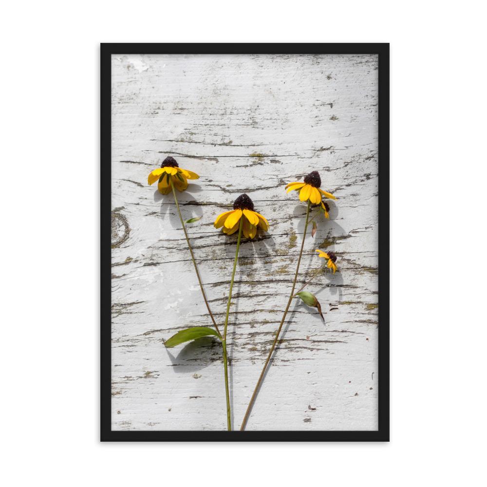 gelbe Blumen Yellow Flowers 7 - Poster im Rahmen artlia Schwarz / 50×70 cm artlia