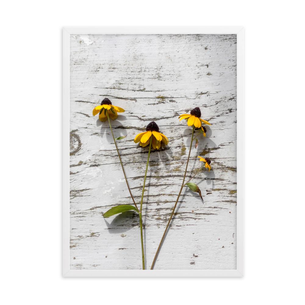 gelbe Blumen Yellow Flowers 7 - Poster im Rahmen artlia Weiß / 50×70 cm artlia