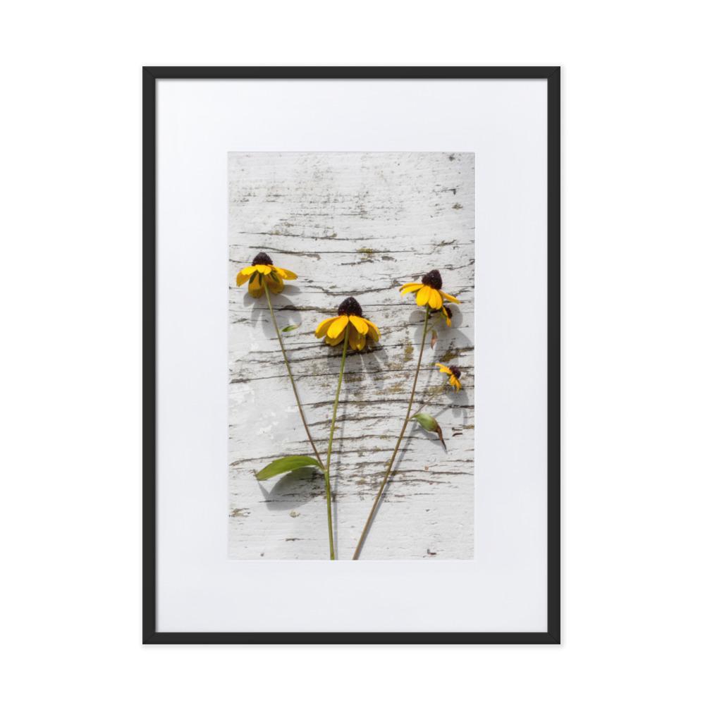 gelbe Blumen Yellow Flowers 7 - Poster im Rahmen mit Passepartout artlia Schwarz / 50×70 cm artlia