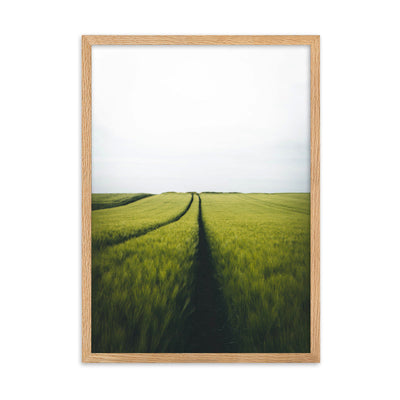 Gerstenfeld barley field - Poster im Rahmen Kuratoren von artlia Oak / 50×70 cm artlia
