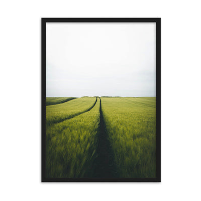 Gerstenfeld barley field - Poster im Rahmen Kuratoren von artlia Schwarz / 50×70 cm artlia