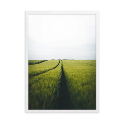 Gerstenfeld barley field - Poster im Rahmen Kuratoren von artlia Weiß / 50×70 cm artlia