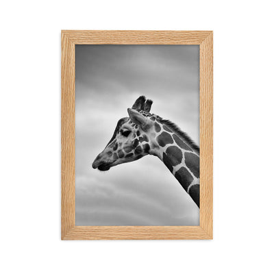 Giraffe - Poster im Rahmen Kuratoren von artlia Oak / 21×30 cm artlia