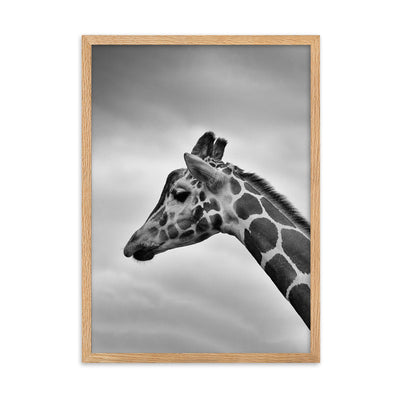 Giraffe - Poster im Rahmen Kuratoren von artlia Oak / 50×70 cm artlia