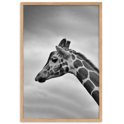 Giraffe - Poster im Rahmen Kuratoren von artlia Oak / 61×91 cm artlia