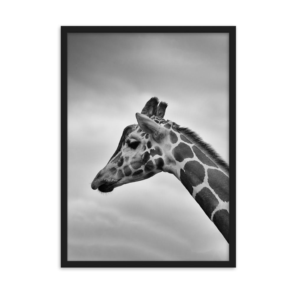 Giraffe - Poster im Rahmen Kuratoren von artlia Schwarz / 50×70 cm artlia
