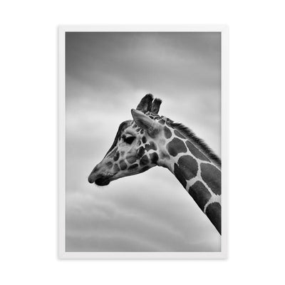 Giraffe - Poster im Rahmen Kuratoren von artlia Weiß / 50×70 cm artlia