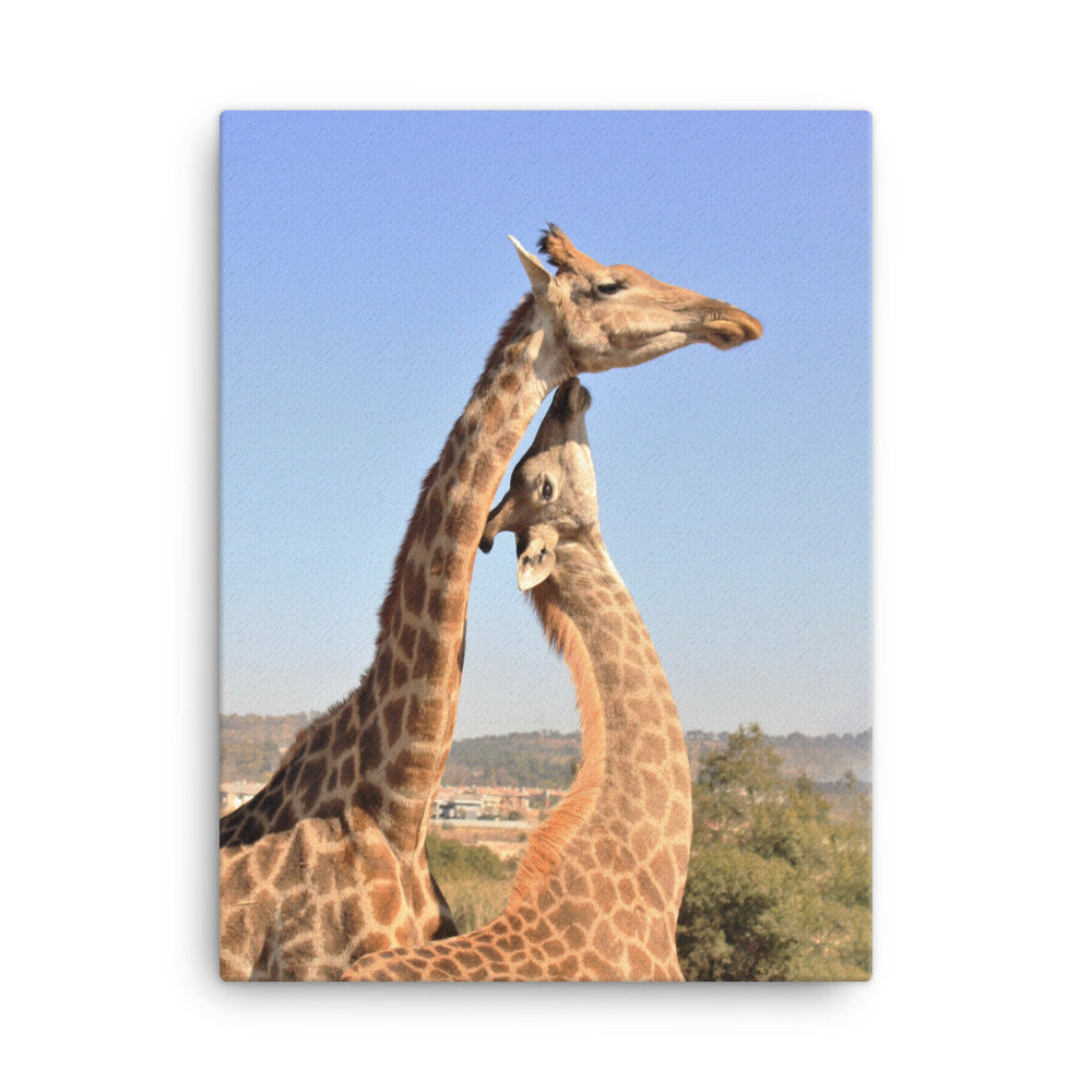 Giraffen - Leinwand Kuratoren von artlia 46x61 cm artlia