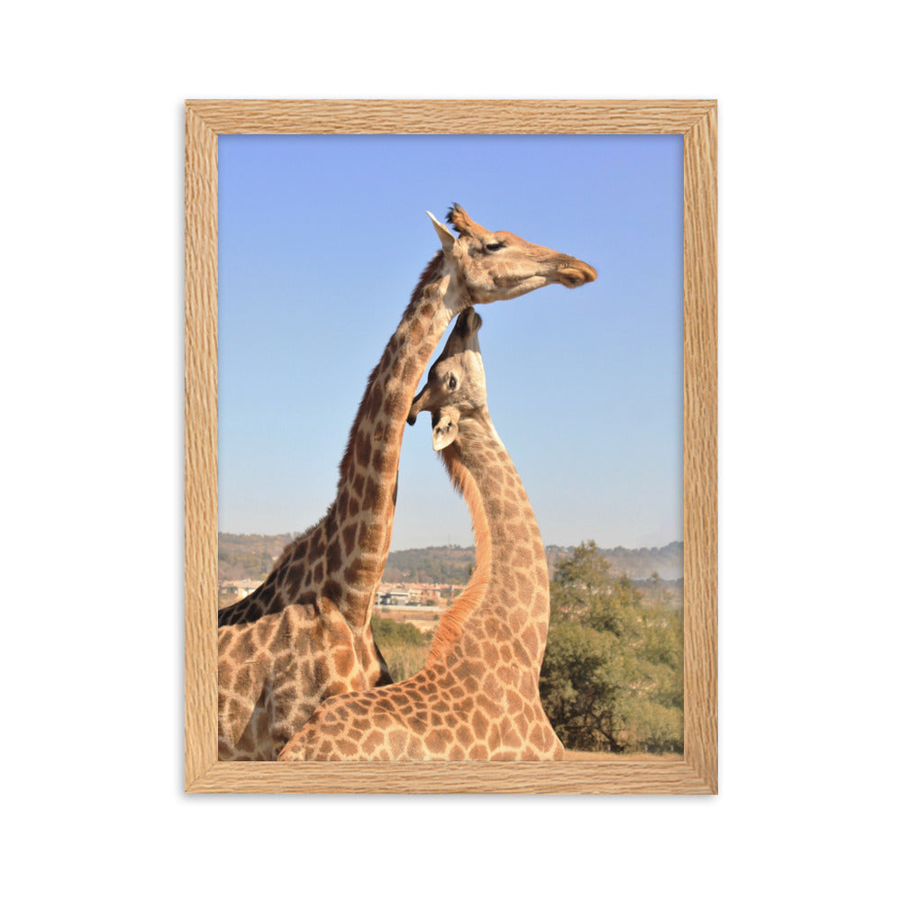 Giraffen - Poster im Rahmen Kuratoren von artlia Oak / 30×40 cm artlia