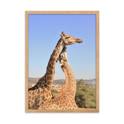 Giraffen - Poster im Rahmen Kuratoren von artlia Oak / 50×70 cm artlia