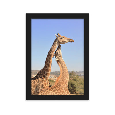 Giraffen - Poster im Rahmen Kuratoren von artlia Schwarz / 21×30 cm artlia