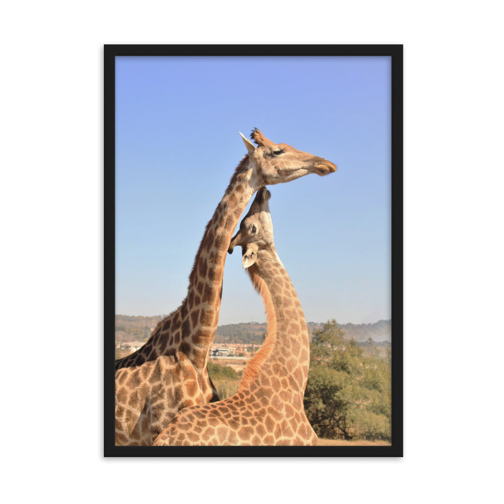 Giraffen - Poster im Rahmen Kuratoren von artlia Schwarz / 50×70 cm artlia