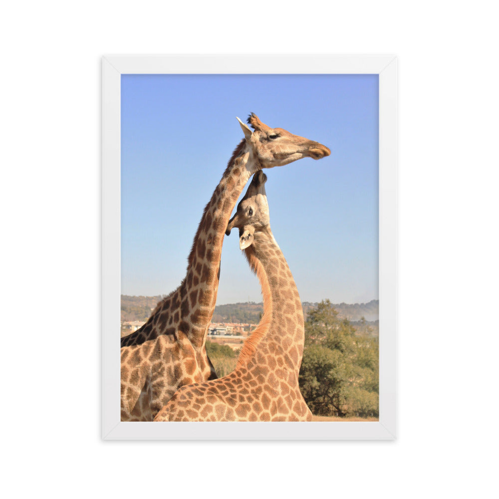 Giraffen - Poster im Rahmen Kuratoren von artlia Weiß / 30×40 cm artlia